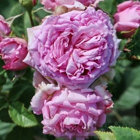 Bienvenue (DELrochipar)