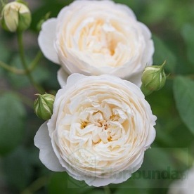 Clair Austin (Ausprior)