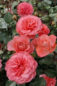 Schackenborg   (Pouldron)