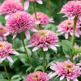 Jeżówka "Butterfly Kisses"