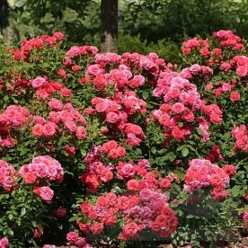 Cherry Girl  ( KORkosieb)