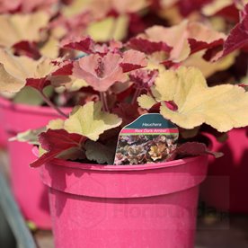 Żurawka REX 'Dark Amber'