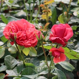 Odelia Renaissance DONICZKA (POUlren031 )