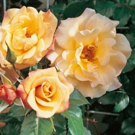 Moonlight (KORligel) DONICZKA