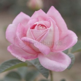 Myriam róże pienne