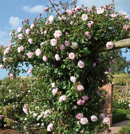 The Generous Gardener  (AUSdrawn)