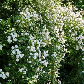 Paul’s Himalayan Musk