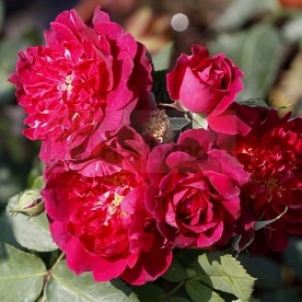 Cardinal Hume (Harregale) PIENNA