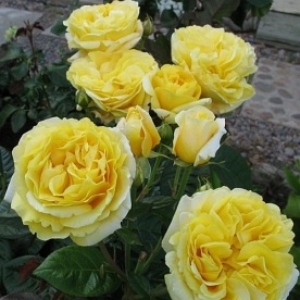 Michelangelo (MEItelov)