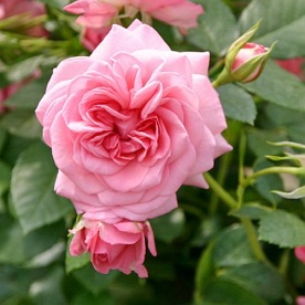 Mamma Mia (Poulcy013)