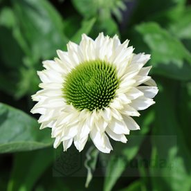 JEŻÓWKA SUNSEEKERS   "White Perfection"