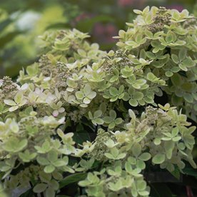 Hortensja bukietowa "Pastel Green"