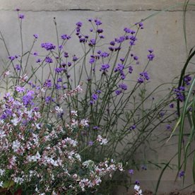 Werbena patagońska "Vanity"