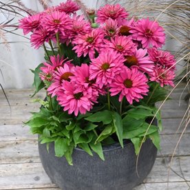 jeżówka SUNSEEKERS "Sweet Fuchsia"