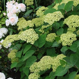Hortensja krzewiasta Lime Rickey