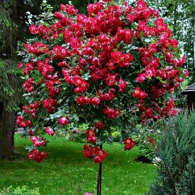 Red Meidiland PIENNA