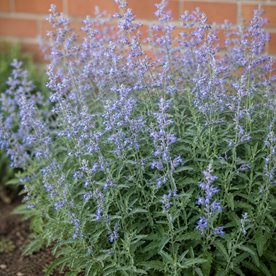 Perovskia łobodolistna 'Jelena'