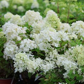 Hortensja "Bombshell"