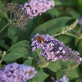 budleja "Butterfly  Candy Little Sweetheart"