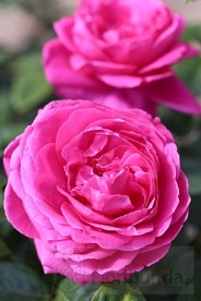 Naomi Renaissance (POUlren022)