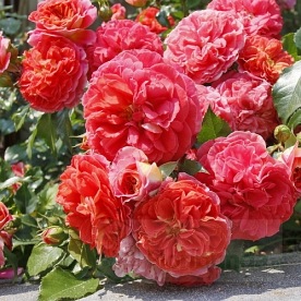 Gebruder Grimm ( KORassenet)