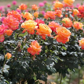 Tropical Sunset  (Mactaurang) PIENNA