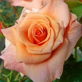 Paco Rabanne (Adaharlu)