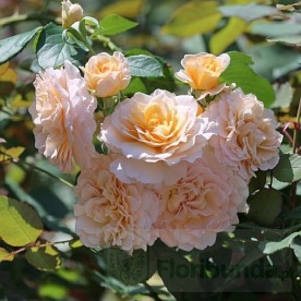 Marjorie Marshall (Hardenier)