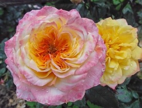 Georges Denjean  (Masgeden)