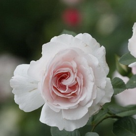 Constance Finn ( HAReden)