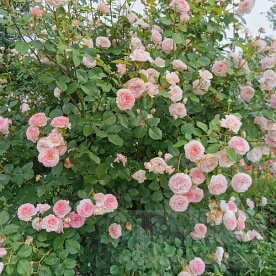 James Galway (Auscrystal)