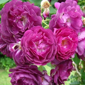 Rosengarten Zweibrücken