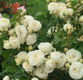 Artemis róże pienne