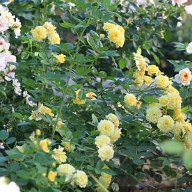 Anny Duperey/ Belle Romatica