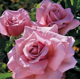 Memorial Day  (DON)   (WEKblunez)