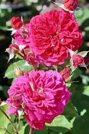 L'ami des Jardins (GUILlajar)