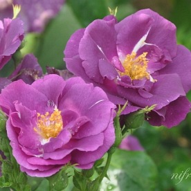 Rhapsody in Blue (Frantasia)