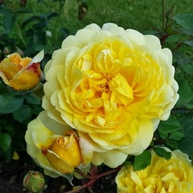 The Poet`s Wife (AUSwhisper)