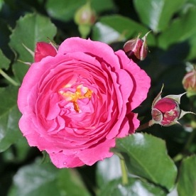 Pink Flower Circus