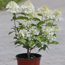 Hortensja bukietowa Magical Sweet Summer