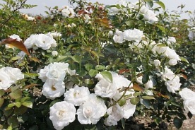 Aspirin Rose róże pienne