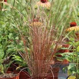 turzyca buchanana "Firefox"