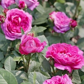 Reine des Violettes