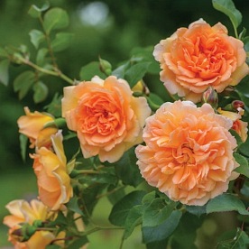 Dame Judi Dench (AUSquaker)