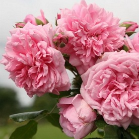 Sweet Laguna (KORswelug)