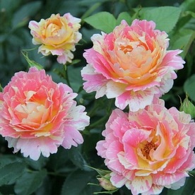 Rose des Cisterciens (DON) (DELarle)