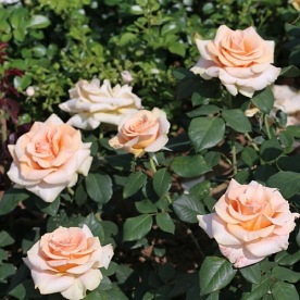 Marilyn Monroe (WEKsunspat)