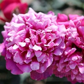 Glamorous Ruffles