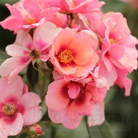 Maestro Babylon Eyes DONICZKA