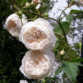 The Albrighton Rambler